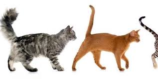 See more ideas about cool cats, cat tail, cats. Why Do Cats Flick Their Tails When You Talk To Them Cat Tail Language