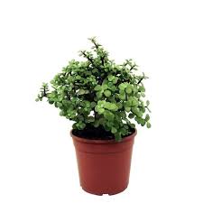 Image result for Grona afra