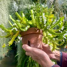 Image result for Angraecum distichum