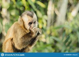 Jul 03, 2021 · é certo que o frio foi o assunto da semana no brasil. Macaco Com Frio Imagem De Stock Imagem De Pequeno America 154088689