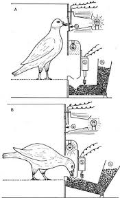 Respondent And Operant Behavior Google Search