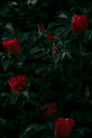 Dress up your desktop and mobile screens with inspiring backdrops from deviantart's extensive wallpaper collection. 45 Beautiful Roses Wallpaper Backgrounds For Iphone