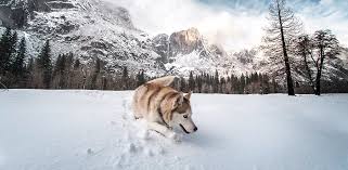 In 1989 canada joined the organization of american states and signed a free trade agreement with the. Ranchstay Huskies
