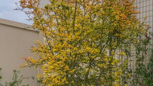 Image result for Citrus trifoliata