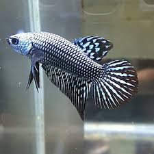 Live Betta Fish Mschacai Grey Betta Fish Bettafish Betta Fish Tank Betta Fish Types Betta Fish