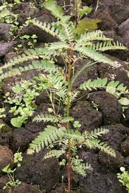 Image result for Phyllanthus muellerianus