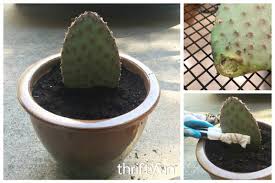 Prickly pear cactus has been a staple of the mexican and central american diet for thousands of years. Rooting A Cactus Pad Thriftyfun