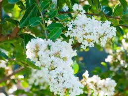 Apr 20, 2020 · front range arborists, inc., a locally privately owned company established in 1994 as a full service tree and shrub care company serving the colorado springs area. 14 Favorite Front Yard Trees Hgtv
