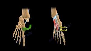 Image result for Subtalar Dislocation