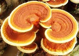 Image result for Ganoderma curtisii