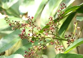 Image result for Lepisanthes senegalensis