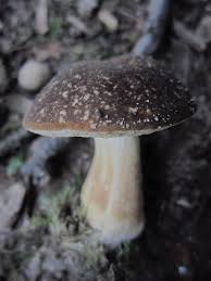 Image result for Xanthoconium separans