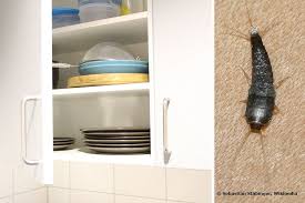 Silberfische lieben luftfeuchtigkeit, gut lüften hält die tierchen fern. Silberfische In Der Wohnung Was Tun Gegen Silberfischchen Im Bad