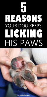 Pin On Dog Care