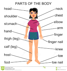Chest as in the body part, in spanish is pecho. Major Parts Of The Human Body En En Human Anatomy Human Body Major Parts Organs Science Tp Glogster Edu Interactive Multimedia Posters