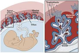 The placenta is unique in that it is an organ which arises from the tissue of two genetically distinct organisms; The Human Placenta Project