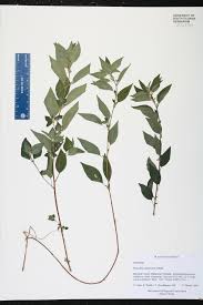 Image result for Didymodoxa