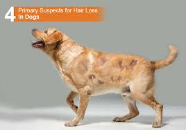Dog hair loss can have a number of causes, ranging from disease or infection to a psychiatric disorder. Possible Causes For Hair Loss In Dogs Archives Bestvetcare