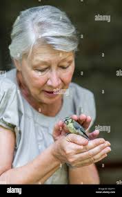 Dritter vogel -Fotos und -Bildmaterial in hoher Auflösung