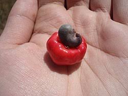 Image result for Anacardium
