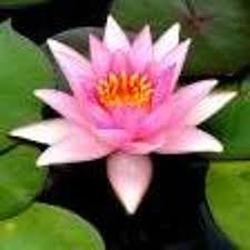 Includes midi and pdf downloads. Yaadhum Oore Yaavarum Kelir With Lyrics Karaoke For Male Singers Hamsarishi By Hamsarishi