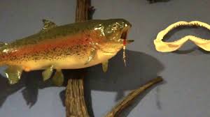 Open mouth, open gill, and complete inner mouth detail is standard. Huge And Beautiful Rainbow Trout Taxidermy Youtube