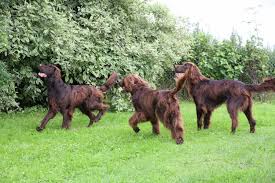 German Long Haired Pointer Deutsch Langhaar Dogs Puppy German Longhaired Pointer Gsp Dogs German Shorthair