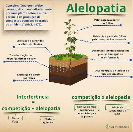 O invis&iacute;vel tamb&eacute;m reduz produtividade. Isso &eacute; alelopatia #agronomia  #agricultura