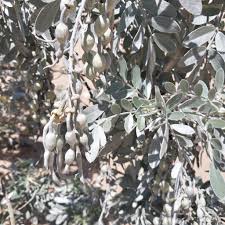 Image result for Sophora inhambanensis