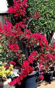 Elsewhere, they are seasonal, with bloom cycles typically four to six weeks. Bougainvillea Not Blooming Force Your Bougainvillea To Bloom