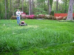 Turn A Bare Patchy Yard Into A Lush Lawn With A Few Tips And Tricks Lush Lawn Overseeding Lawn Lawn
