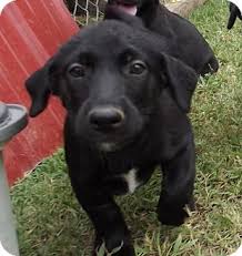 These puppies are great hunting dogs. Jackson Tn Labrador Retriever Meet Princess A Pet For Adoption