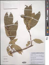 Image result for Heisteria