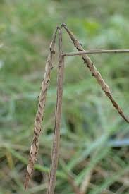 Image result for Paspalum scrobiculatum