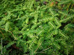 Image result for Phyllanthus amarus