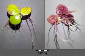 Image result for Spirodela