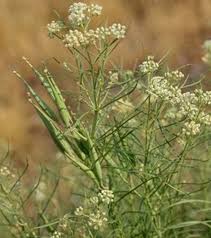 Growing Danger Poisonous Plants To Avoid Expert How To For English Riders