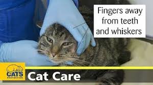 As cat opens mouth, pop pill into mouth. How To Give Your Cat A Pill By Hand Youtube