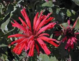 As gardeners, we can do our part to help keep these important pollinators well fed. Bee Balm Monarda Didyma
