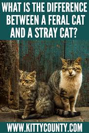 However, the offspring of a stray cat can be considered feral if born in the wild. What Is The Difference Between A Feral Cat And A Stray Cat In 2021 Cats Feral Cats Cat Facts