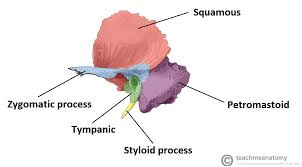 1.0 inside a plant cell 1.1 eukaryote cells 5 1.2 cell wall 8 1.3 cell membrane 11 1.4 the nucleus 18 1.5 chromosomes and chromatin 20 1.6 chloroplasts 21 1.7 mitochondria 25 1.8 endoplasmic. The Temporal Bone Parts Fractures Teachmeanatomy