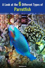 A Look At The 6 Different Types Of Parrotfish In 2020 Parrot Fish Fish Marine Fish