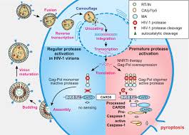 Some preparations involving protease have undergone successful clinical trials and have regulatory authorization. Hiv Protease Late Action To Prevent Immune Detection Signal Transduction And Targeted Therapy