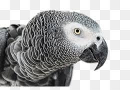 About 198 results (0.32 seconds). Grey Parrot Png Free Download Feather