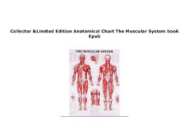 P D F_epub Anatomical Chart The Muscular System Book