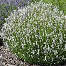 Epingle Par Humbert Sur Jardin Plante Fleur Blanche Jardins Blancs Jardin Sec