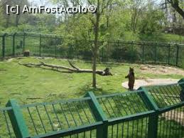 Specialiștii cred că epidemia a lăsat câinii fără hrană. In VizitÄ La GrÄdina ZoologicÄ GalaÈi Garboavele Impresii GrÄdina ZoologicÄ PÄdurea Garboavele GalaÈi Amfostacolo
