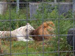 Visit a wisconsin zoo to observe and enjoy thousands of exotic and interesting animals from all over the world! Friends From Youth Picture Of Wisconsin Big Cat Rescue Rock Springs Tripadvisor