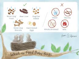 What To Feed A Baby Bird For The Best Nutrition