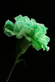 We did not find results for: Green Carnation Green Carnation Carnations Green Flowers
